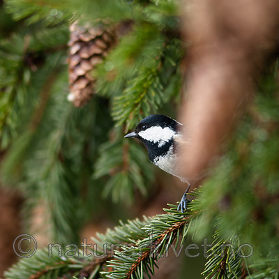 BB 07 0189 / Periparus ater / Svartmeis